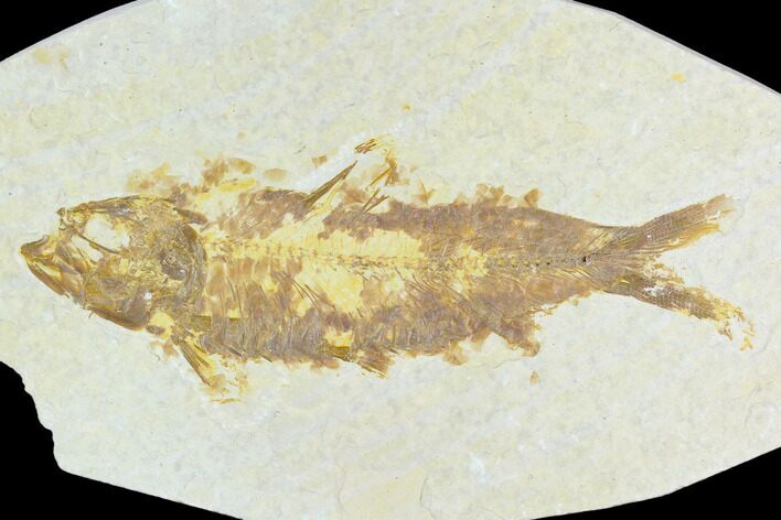 Fossil Fish (Knightia) - Green River Formation #126502